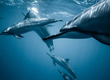 开云官网-【早报】莱万终获世界足球先生！更好的教练却输了？